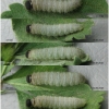 pyr carthami larva7 volg